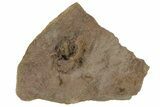 Dalejeproetus Trilobite With Microfossils - Lghaft, Morocco #210262-2